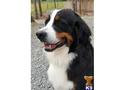 Bernese Mountain Dog